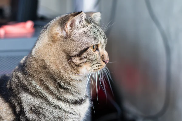 Macska stare figyelni — Stock Fotó