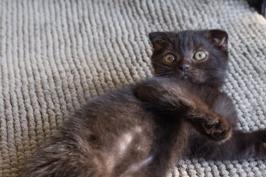 kara kedi yavru kedi 