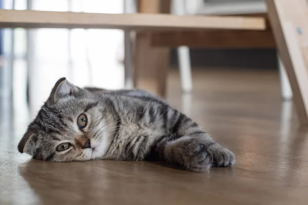 Katzenkätzchen schlafen auf Holzboden unter Holztisch — Stockfoto