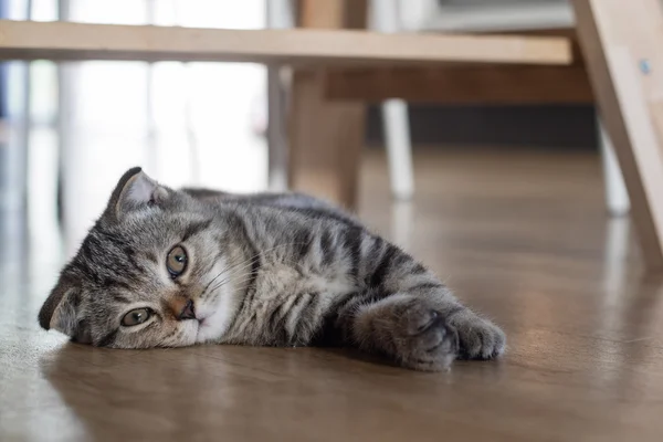 Gato gatito dormir en madera piso bajo madera mesa — Foto de Stock