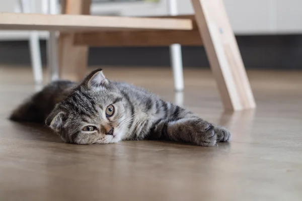 Кот котенок спит на деревянном полу под деревянным столом — стоковое фото