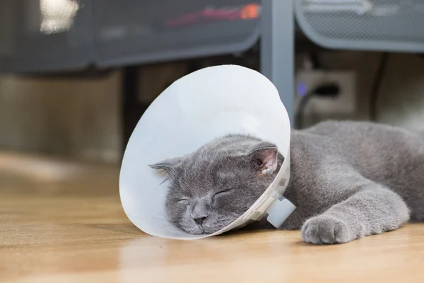 Sick cat with veterinary cone collar prevent him scratch his ear — Stock Photo, Image