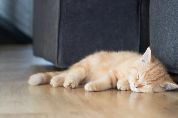 Gatito enfermo obtener gato gripe y durmiendo a la espera de veterinario — Foto de Stock