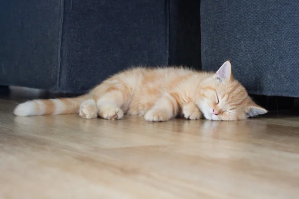 Gatito enfermo obtener gato gripe y durmiendo a la espera de veterinario — Foto de Stock