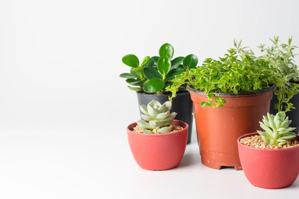 Plante succulente en pot isolé fond blanc — Photo