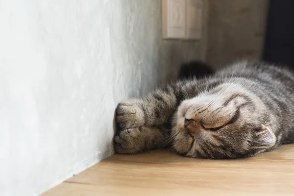 Gato gatito dormir en casa en madera piso — Foto de Stock