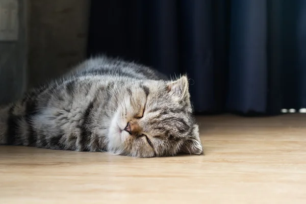 Cat kitten sleep in house on wood floor — Stock Photo, Image