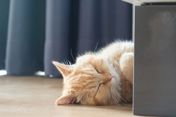 Žlutá kočka spí v domě na dřevěnou podlahu — Stock fotografie