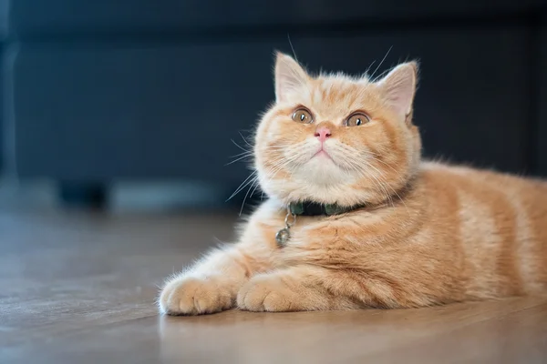 Yellow cat sitting in house on wood floor — Stock Photo, Image