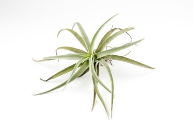 Hava bitki izole Tillandsia beyaz arka plan