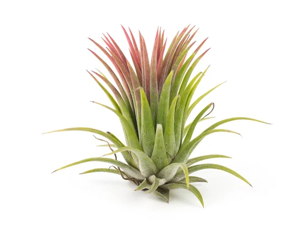 Hava bitki izole Tillandsia beyaz arka plan
