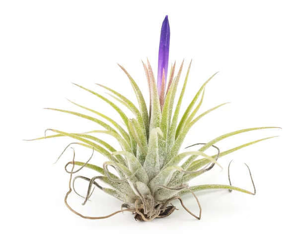 Hava bitki izole Tillandsia beyaz arka plan