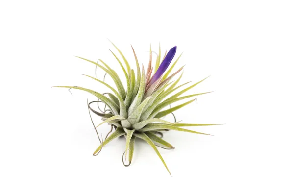 Hava bitki izole Tillandsia beyaz arka plan