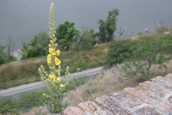 Doğadaki Kayanın Üzerindeki Çiçek — Stok fotoğraf