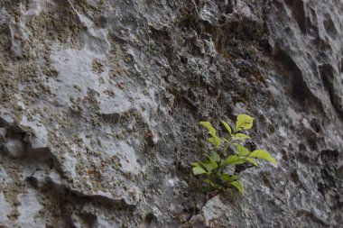 Bir kayanın içinde yalnız bir çiçek