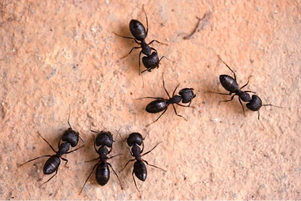 Skupina mravenci dřevokazi — Stock fotografie