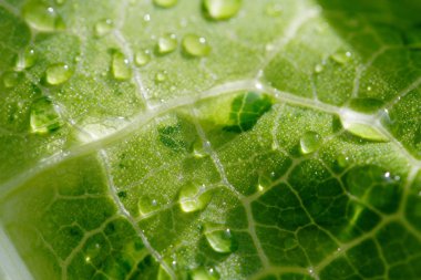 Su damlalı yeşil yaprak