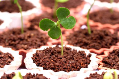 Bitki büyüme-bebek bitkiler