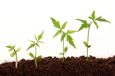 Sequence of a plant growth clipart