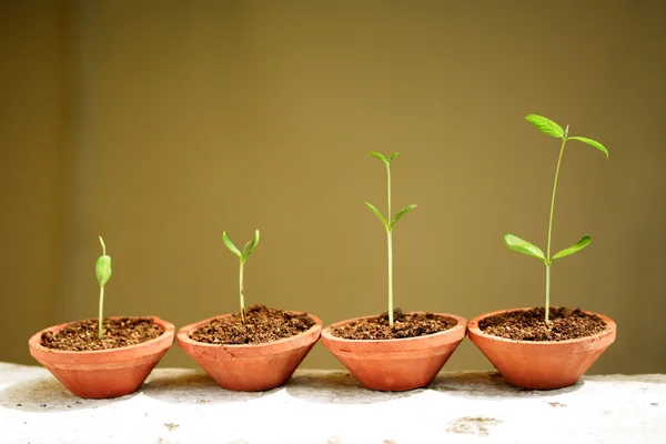 Crecimiento de plantas-Bebé plantas — Foto de Stock