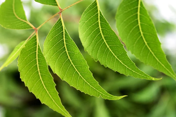 Folhas de nim-Azadirachta indica — Fotografia de Stock