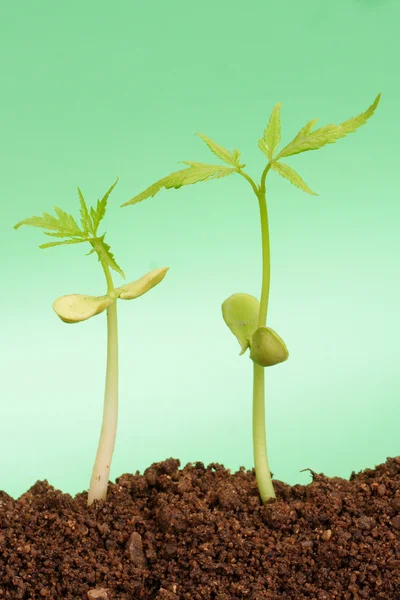 Stages of the plant development