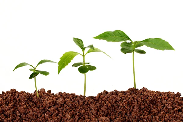 Secuencia de crecimiento de una planta — Foto de Stock