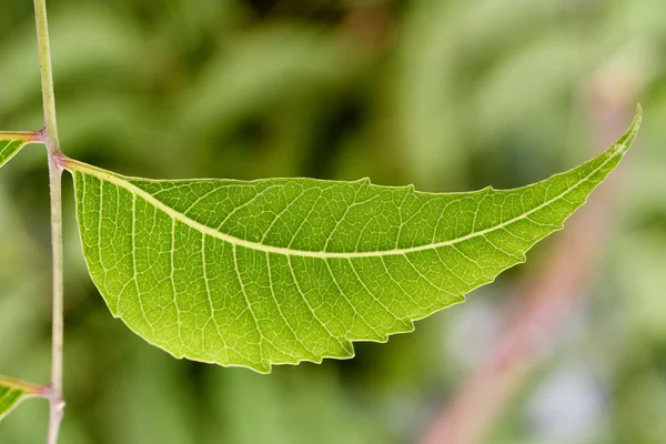 Neem leaves-Azadirachta indica — Stock Photo, Image