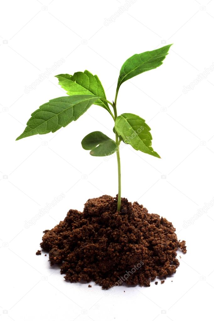 Plant growing from soil- Beginning