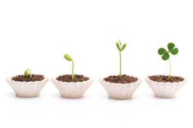Stages of the plant development clipart