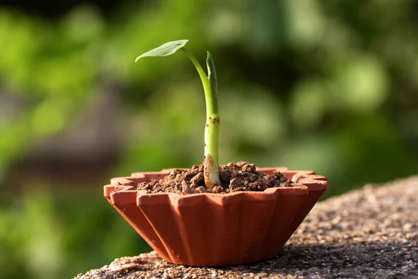 Planta bebé creciendo en una maceta — Foto de Stock