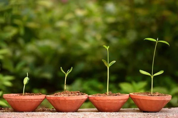 Crecimiento de plantas-Bebé plantas — Foto de Stock