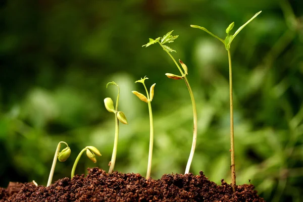 Plantas que crecen del suelo-Progreso de las plantas — Foto de Stock