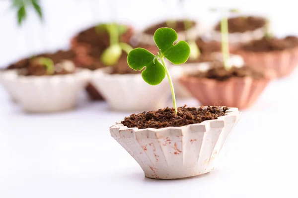 Crecimiento de plantas-Bebé plantas — Foto de Stock