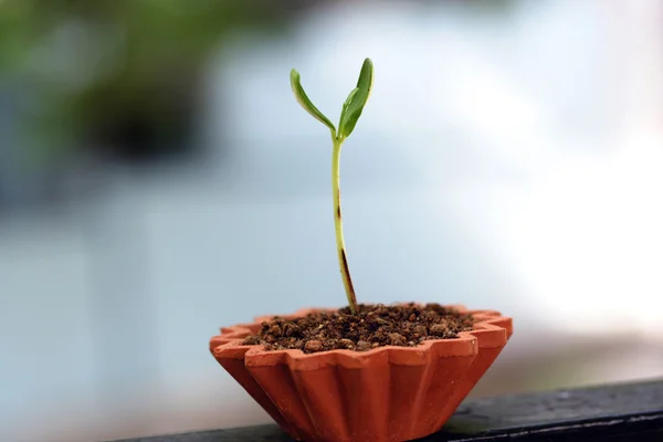 Planta bebé creciendo en una maceta — Foto de Stock