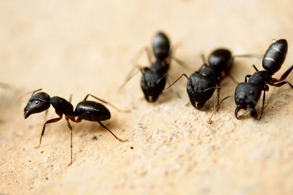 Groupe de fourmis charpentières — Photo
