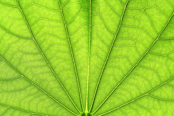 Yeşil yaprak damarları — Stok fotoğraf