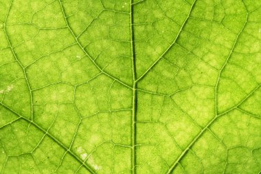 yeşil yaprak damarları