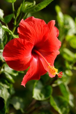 kırmızı amber çiçeği