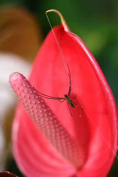 蜘蛛的红色心型红掌 — 图库照片