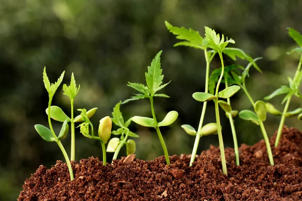 Planten die groeien uit de bodem-Plant vooruitgang — Stockfoto