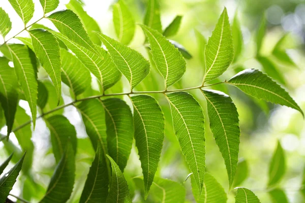 Neem yaprağı-Azadirachta Indica