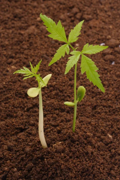 Etapas del desarrollo de la planta — Foto de Stock