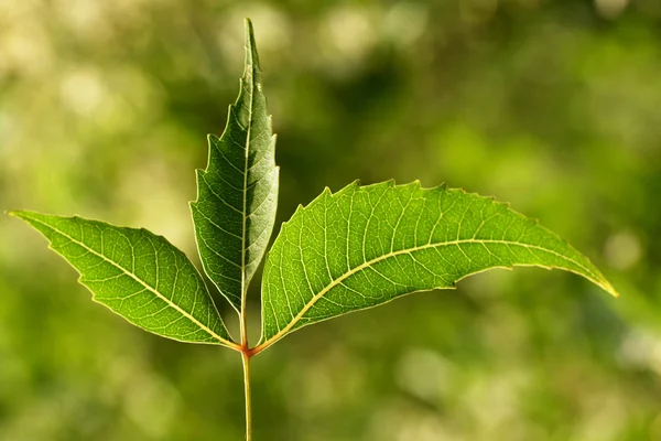 Neem yaprağı-Azadirachta Indica - Stok İmaj