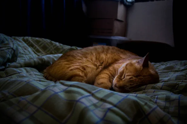 Garfield Sleeping Bed — Stock Photo, Image