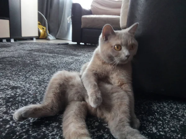 Gato Quebradiço Cinzento Refrigeração Relaxar — Fotografia de Stock