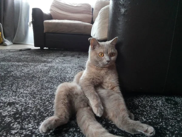 Graue Britische Katze Beim Chillen Und Entspannen — Stockfoto