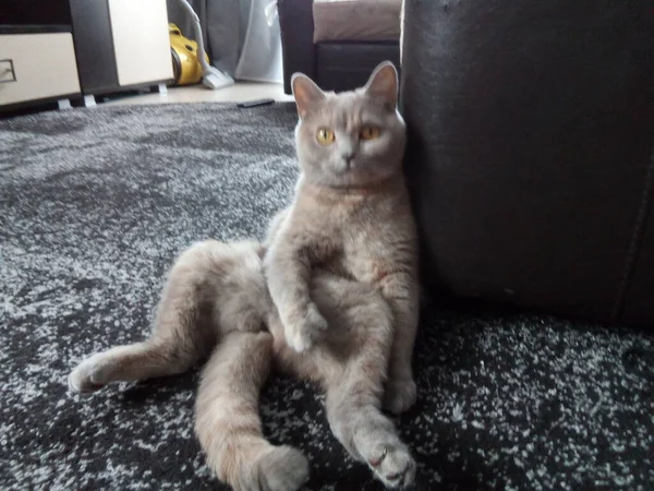 Graue Britische Katze Beim Chillen Und Entspannen — Stockfoto