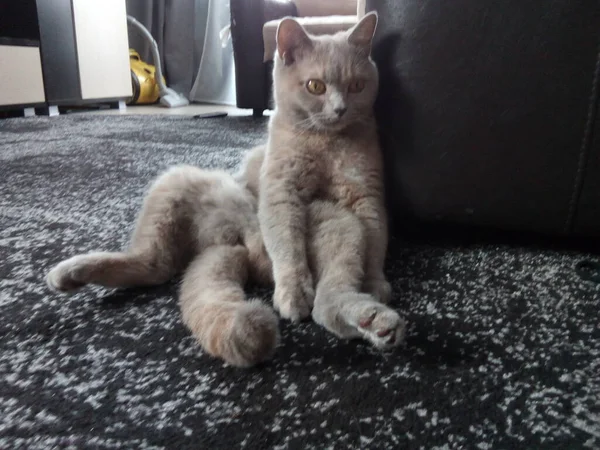 Graue Britische Katze Beim Chillen Und Entspannen — Stockfoto