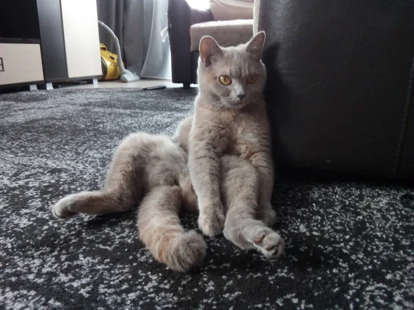 Grijze Britan Kat Chillen Ontspannen — Stockfoto